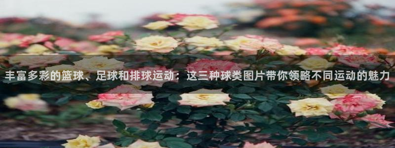 丰富多彩的篮球、足球和排球运动：这三种球类图片带你领略不同运动的魅力